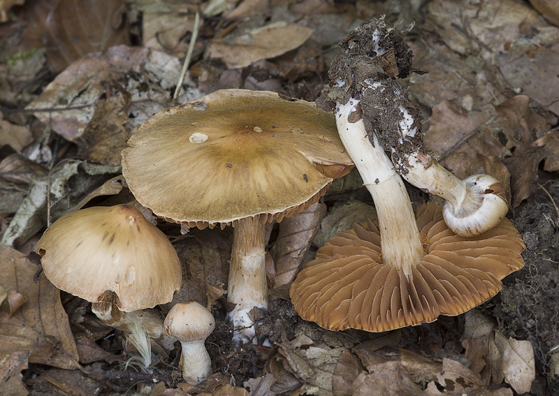 Cortinarius hinnuleus